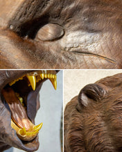 Load image into Gallery viewer, Hand-Carved Walnut Bear Wall Mount | Luxury Rustic Lodge &amp; ManCave Decor